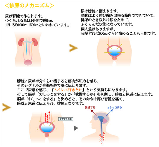 方 治し 頻 尿 男性特有の頻尿の治し方とは？