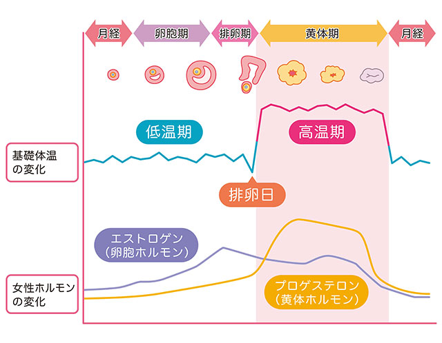 低温機・排卵日・高温期イメージ